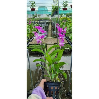 HOA LAN PINK XƯA