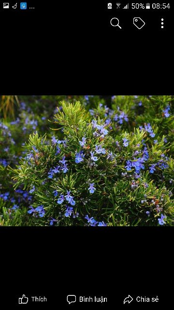 Cây hương thảo(Rosemary)