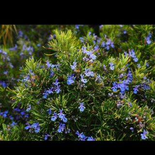 Cây hương thảo(Rosemary)