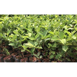 cây ổi không hạt