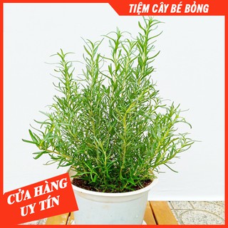 CÂY HƯƠNG THẢO (SIDE TRUNG)
