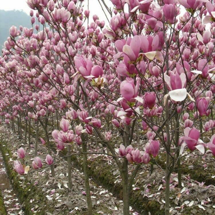 hoa mộc lan siêu nụ siêu đẹp đủ màu