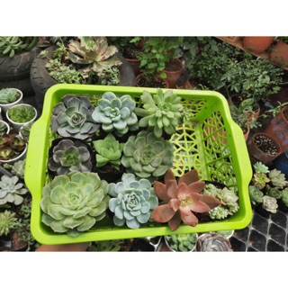 Combo 100k sen đá( 10cây 3-8cm)