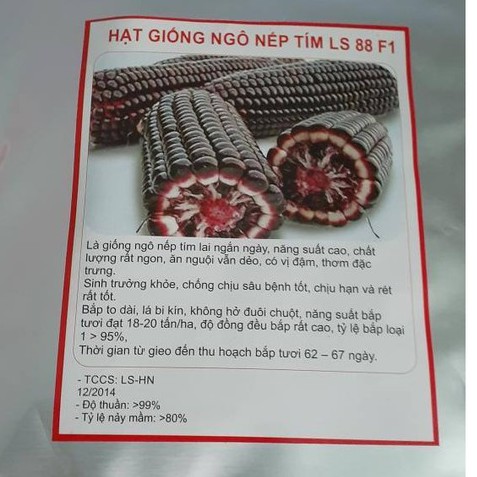 Hạt giống ngô nếp tím f1 - gói 100gr tương đương 300 hạt - DC