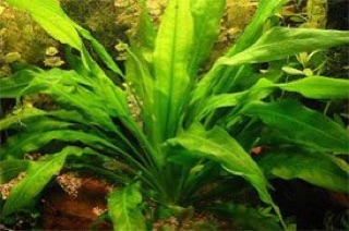 Combo 5 ( lang muỗng, rotala đỏ)