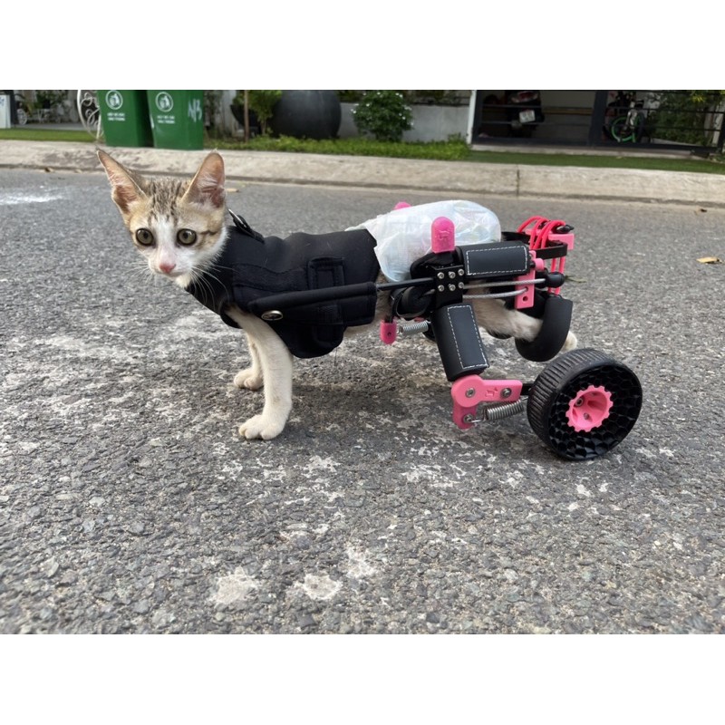 XE LĂN MÈO LIỆT CÓ TOILET CAO CẤP Cat wheelchair with toilet Thú y khuyên dùng