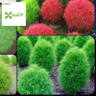 HẠT GIỐNG🌟CỎ ĐỔI MÀU🌟SIÊU ĐẸP