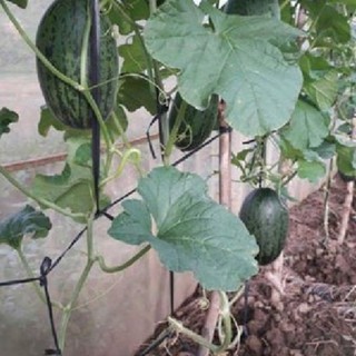 Hạt giống dưa hấu siêu ngọt quả dài - 1 gói 10 hạt tặng kèm 3 viên nén ươm hạt - HGT
