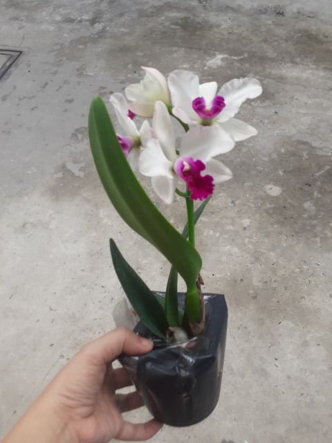 Hoa lan cát mini anna hoa thơm - hàng mới về