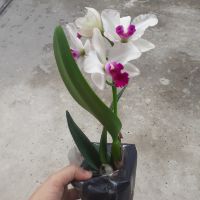 Hoa lan cát mini anna hoa thơm - hàng mới về