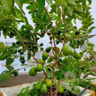 Cây giống ổi lê miền bắc