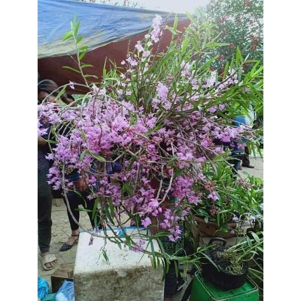 Thập hoa 35k 1 bó