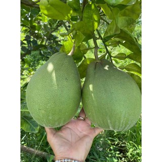 Cây 🌲 Bưởi Rubi... ruột đỏ