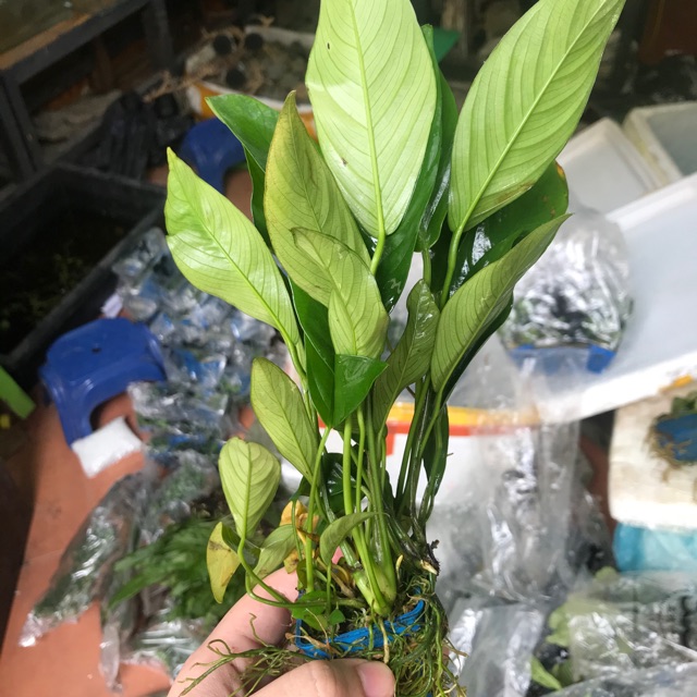 Ráy lá dài thuỷ sinh