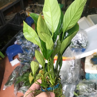 Ráy lá dài thuỷ sinh