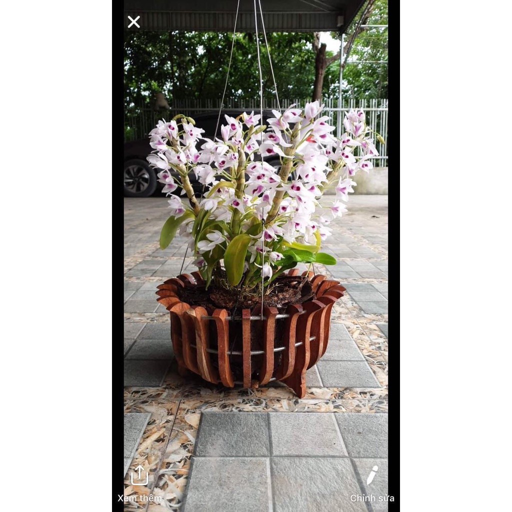 Chậu trồng phong lan gỗ Căm Xe fi 30cm DÁNG SEN Tặng Kèm Phân Bón