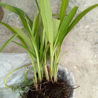Hoa Địa Lan Chu Đình (Hoa màu tím cao từ 15cm-35cm)