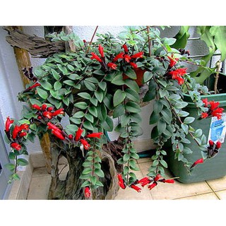 (Xanhshop22) Cây hoa son môi