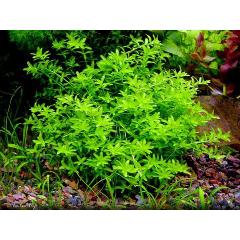 10 Cây trân châu cao | Trân châu 3 lá | Cây thủy sinh