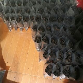 Hà thủ ô đỏ -170k/1kg
