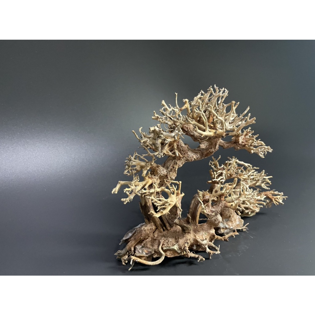 Lũa Bonsai, Lũa thủy sinh dùng trang trí hồ cá cảnh, hồ thủy sinh, văn phòng, nhà cửa