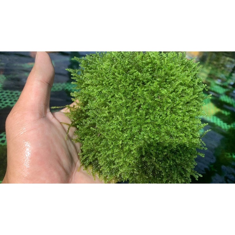 Rêu thuỷ sinh mini taiwan | Pelia | weeping Sin | us fiss | flame | mini spinky | cây thuỷ sinh dễ trồng không cần co2