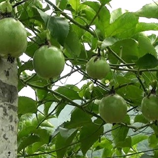 Hạt Giống Chanh Dây Cao Sản