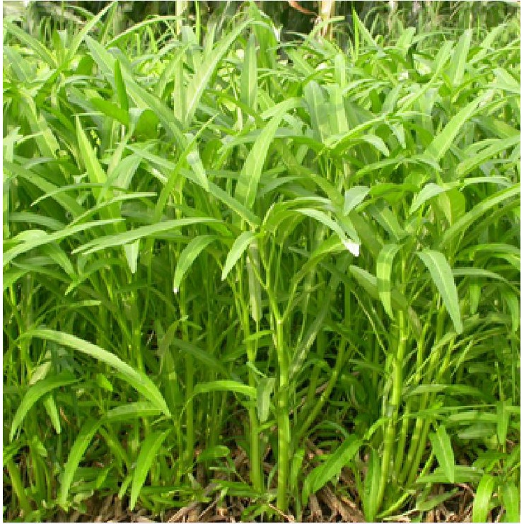 Hat giống rau muống cao sản lá tre KNS1176 - Gói 20gram