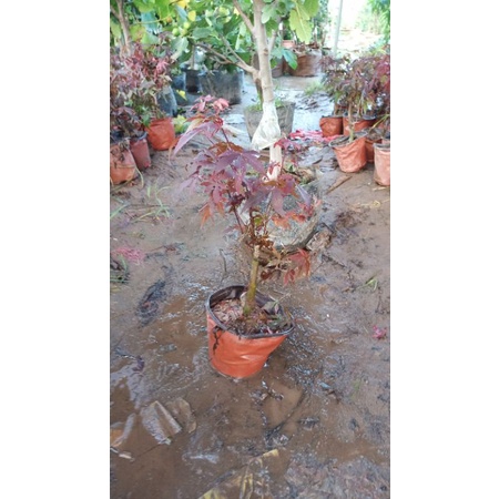 Cây phong lá đỏ, cây nhập khẩu