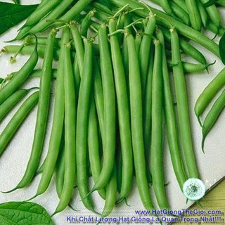 20g Hạt Giống Đậu Cove Leo Hạt Đen (Phaseolus vulgaris)