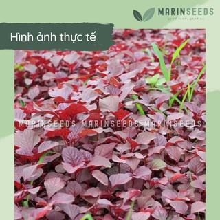 Hạt giống rau dền đỏ (10gram, 20gram)