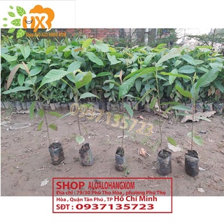 cây dầu giống-combo 5 cây