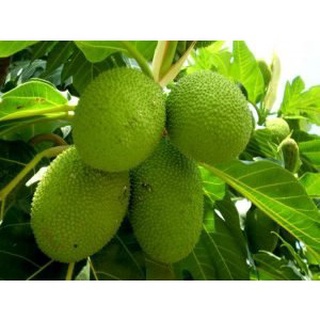 cây giống sake ( giao cây chiết đẹp cao 1.5m)