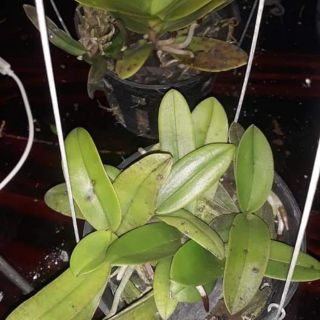 Hồ điệp rừng cây to đẹp loại to