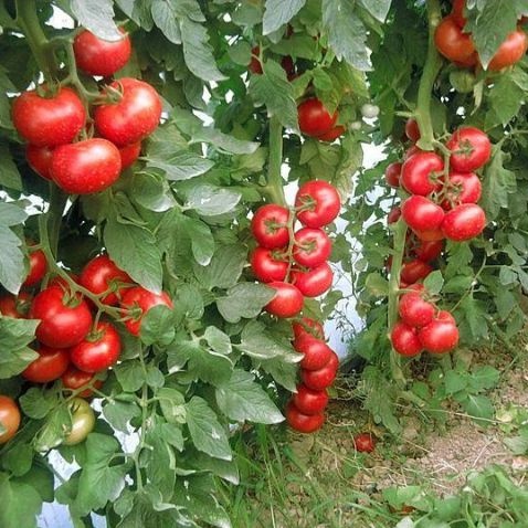 Hạt giống cà chua leo giàn (tặng kèm phân)