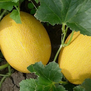 Hạt giống cây Dưa Lưới Vàng Oval - 10 Hạt