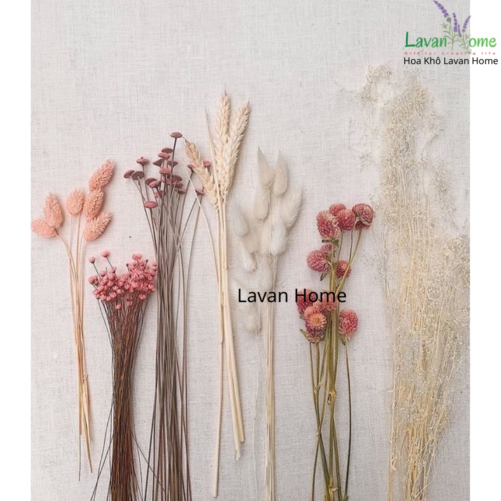 Hoa khô Phalaris Hà Lan siêu đẹp, dùng trang trí, cắm hoa, làm thiệp, nến thơm, decor hoặc phụ kiện chụp ảnh, decor