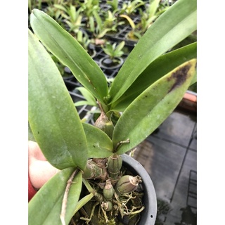 Cattleya why not hoa vàng