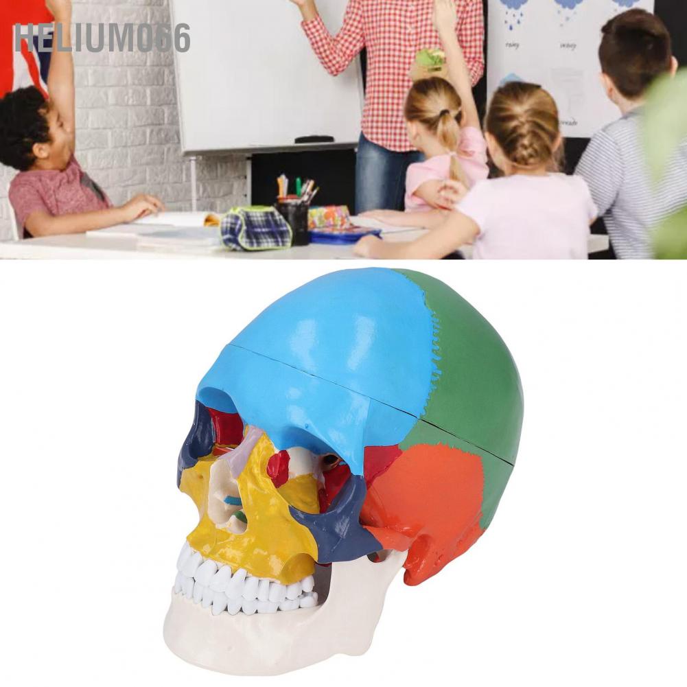 Mô Hình Hộp Sọ Người 3 Phần Với Bảng Màu Sắc Dành Cho Giảng Dạy Và Dạy Học Helium066