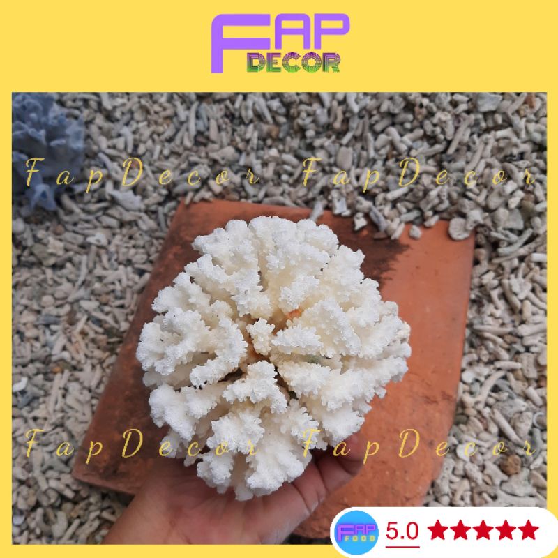 Chùm Bông Rạn Biển Siêu Xinh Trang Trí Hồ Cá, Làm Thủy Sinh, Làm Chùm Bông Để Bàn, Decor Nhà Cửa - FapFood