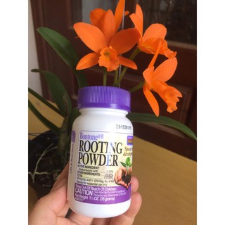 Siêu kích rễ rooting powder