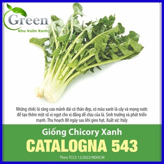 Hạt Giống Chicory Xanh