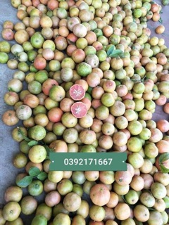 Cao bồ kết cô đặc 300ml