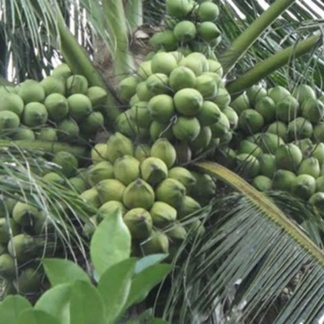 Cây dừa dâu