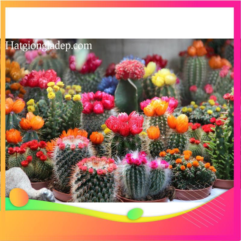 Hạt Giống Sương Rồng Mix - 10 Hạt  VIETGAR