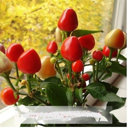 Hạt giống ớt đào tiên  20 hạt - tặng kèm 3 viên nén ươm hạt