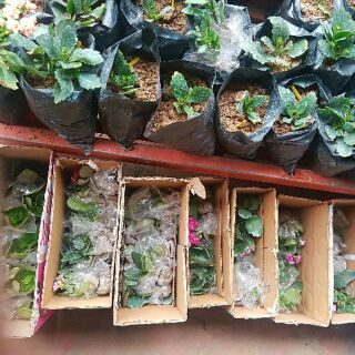 Combo 10 cây giống hoa bỏng thái kép