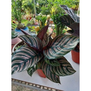 Cây Đuôi Công Tím Lá Tròn ( bụi lớn )