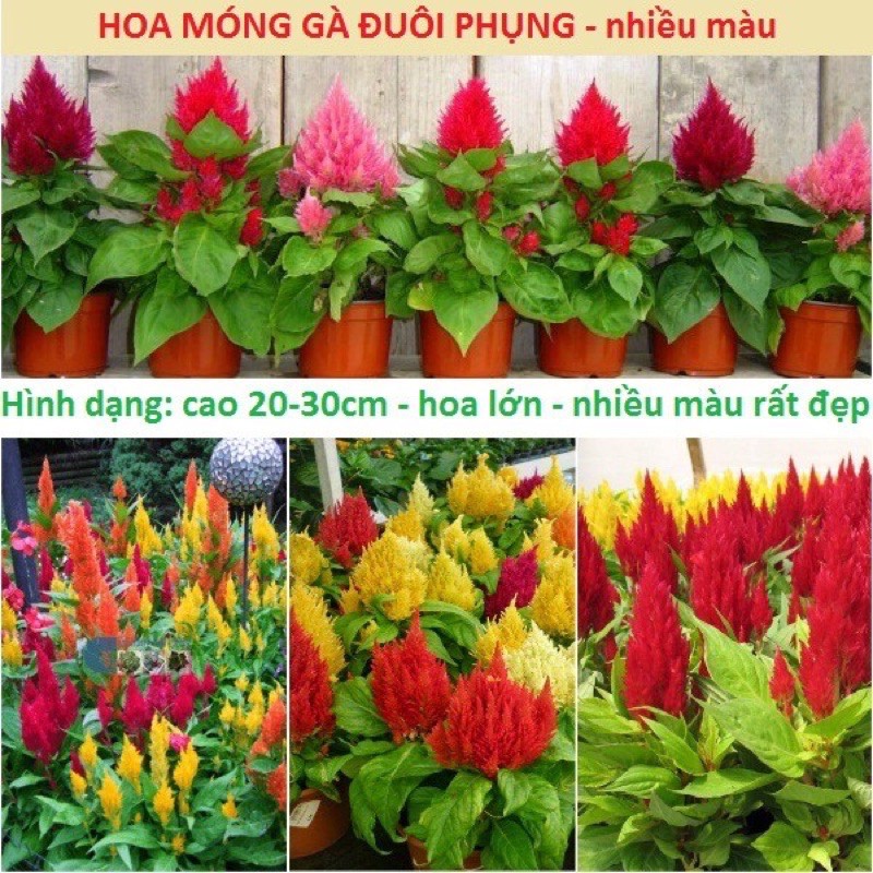 Hạt giống hoa mào gà đuôi phụng _ Gói 10gr