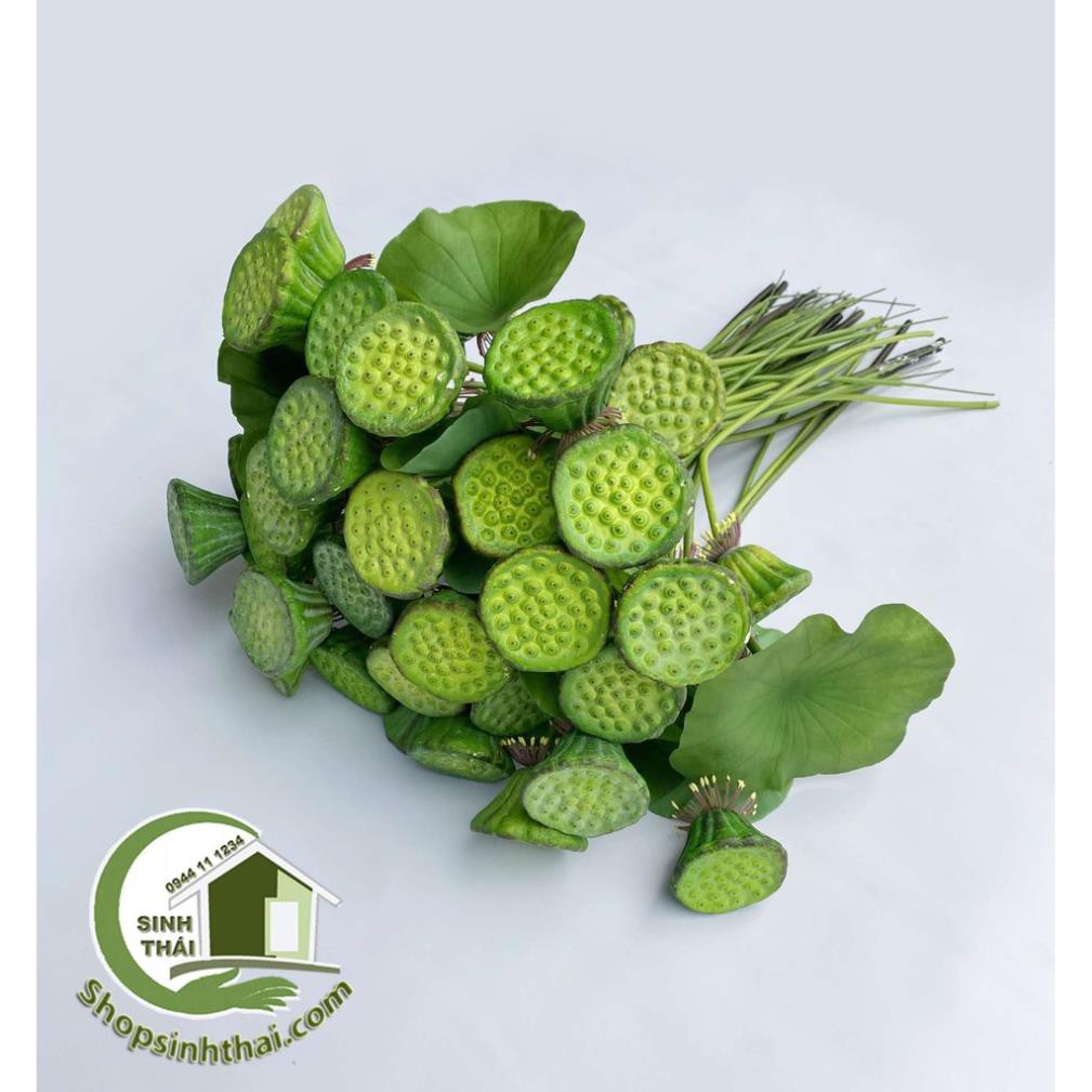 Lá sen, gương sen giả - cành gương lá sen giả cao cấp Thái Lan -  chọn cành